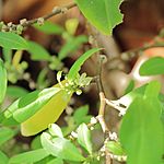 Erythroxylum novogranatense-IMG 0472.jpg