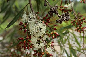 Eucalyptus bakeri.jpg