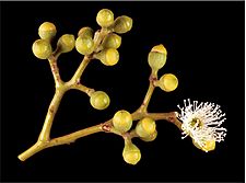 Eucalyptus cloeziana buds