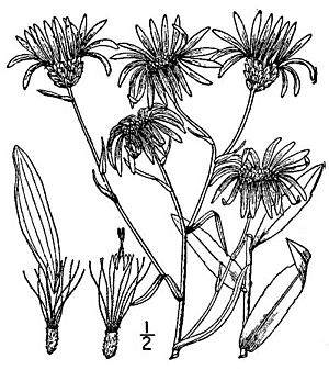 Eurybia surculosa illustration.jpg