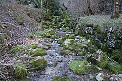 Fuentes del Cardener2