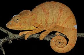 Furcifer oustaleti 186573454