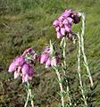 Glockenheide Erica Tetralix (1)