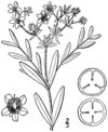 Hypericum adpressum drawing.png