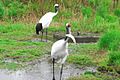 Japanese Crane at Kushiro (2753247737)