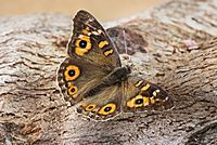 Junonia villida 2