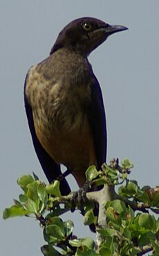 Lamprotornis hildebrandti1