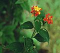 Lantana camara 4