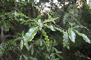 Lemonwood leaves in evening light