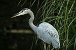 Lightmatter greatblueheron2