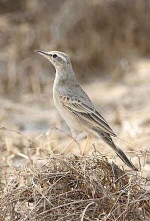 Long-billed pipit (cropped).jpg