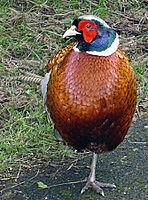 Male common pheasant