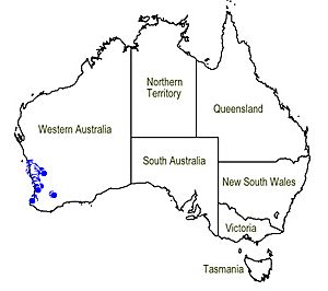 Map.Hemiphora bartlingii.jpg