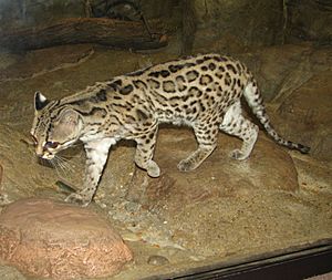 Margay01