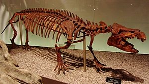 Moeritherium sp