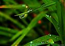 Morning dew drop.jpg