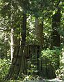 Notched tree stump