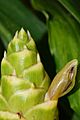 Opening ginger flower