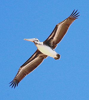 Pelican in flight