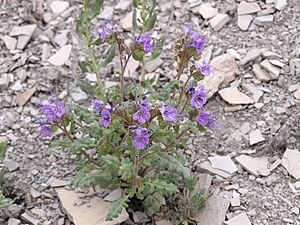 Phacelia argillacea.jpg