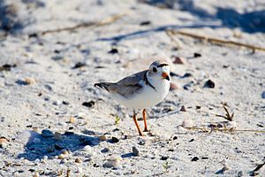 Piping plover