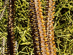 Quail Botanical Gardens - detail