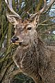 Red deer portrait