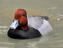 Redhead duck (Aythya americana, male).jpg