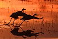 Sandhill cranes at Bosque del Apache NWR