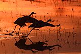 Sandhill cranes at Bosque del Apache NWR