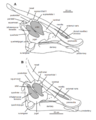 Saurolophus skulls diagram