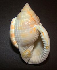 Semicassis Granulata Apertural.jpg