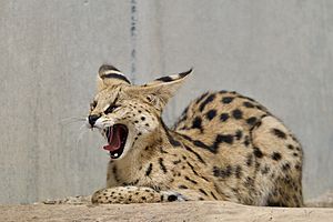 Serval (32420879514)