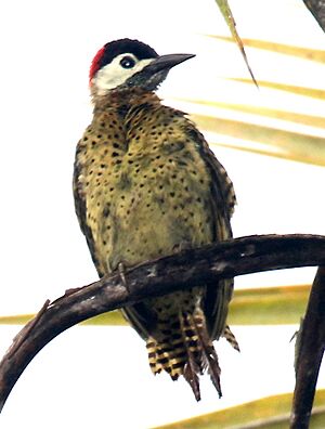 Spot-breasted Woodpecker 2