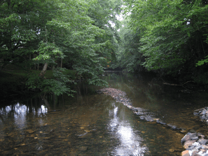 Stream in Linville