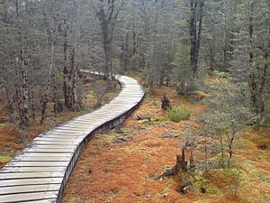 Swampy But Pretty Bog In Fiordland NZ