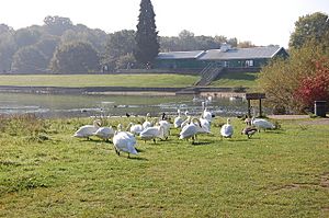 Swans at Ruislip Lido