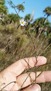 Symphyotrichum dumosum 107676048