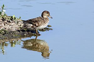 Teal (Anas crecca) female