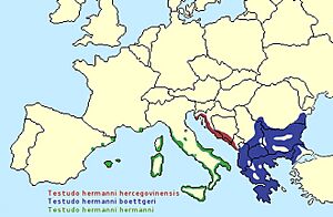 Testudo hermanni range map.jpg