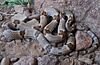 Texas lyresnake (Trimorphodon vilkinsonii), Jeff Davis/Presidio County, Texas