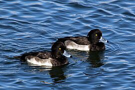 Tufted ducks (Aythya fuligula) male juveniles