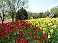 Tulip garden