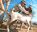 US Navy 060815-N-0411D-018 U.S. Army Veterinarian, Capt Gwynne Kinley of Cape Elizabeth, Maine, immunizes a goat with the help of U.S. Navy Operations Specialist 2nd Class Jessica Silva