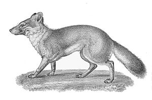 Vulpes littoralis