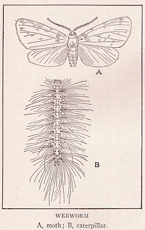 Webworm page 3097