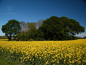 Willy Howe Barrow