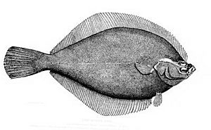 Yellowtail flounder.jpg