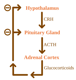 ACTH Negative Feedback