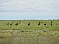 AU-NSW-Goodooga-emu mob-2021